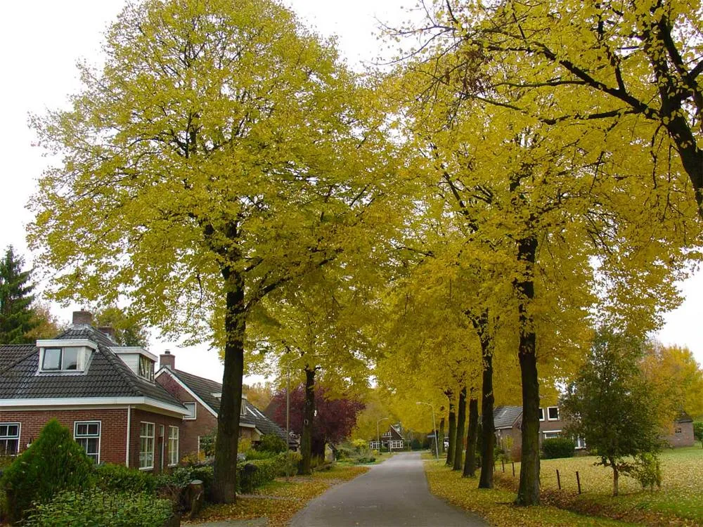 Elp: Elp Hoofdstraat